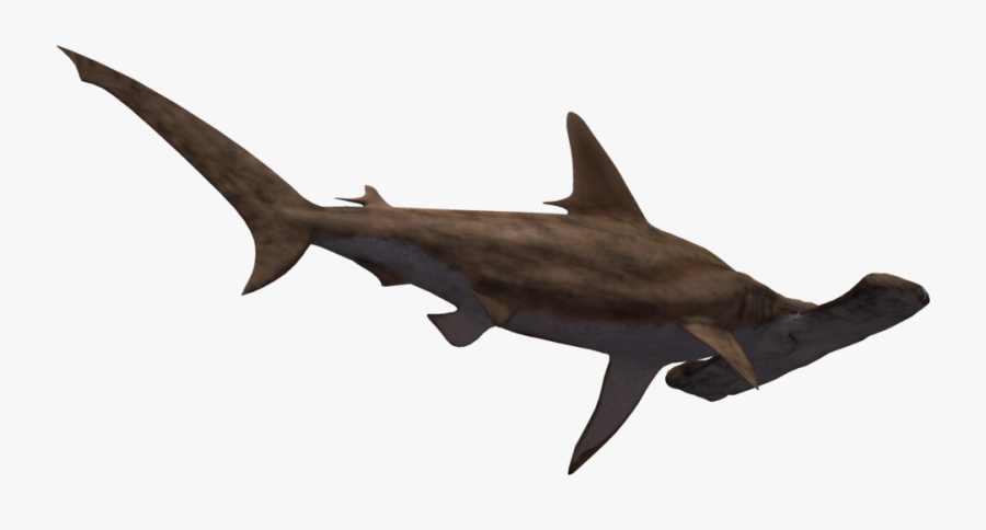 Hammerhead Shark Clipart Realistic - Hammerhead Shark White Background, Transparent Clipart