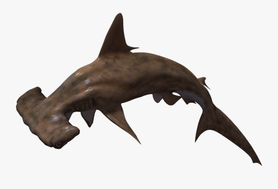 Shark Png Pic Png Download - Hammerhead Shark No Background, Transparent Clipart