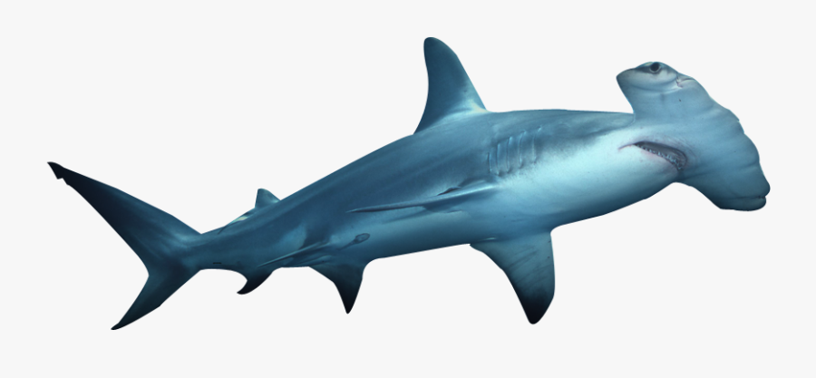 Clipart Shark Hammerhead Shark - Hammerhead Shark No Background, Transparent Clipart