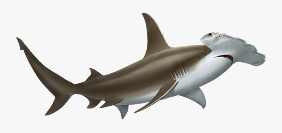 Clip Art Hammerhead Shark Pictures - Hammerhead Shark Transparent Background, Transparent Clipart