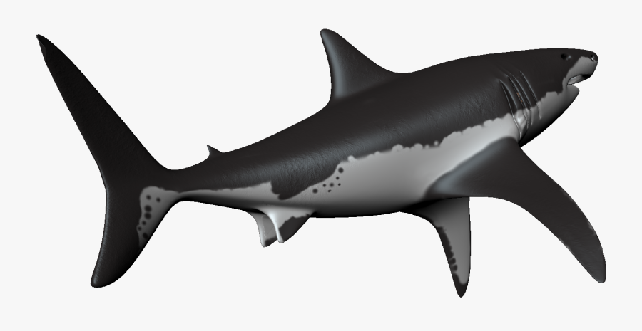 Transparent Hammerhead Shark Clipart - Bronze Hammerhead Shark, Transparent Clipart