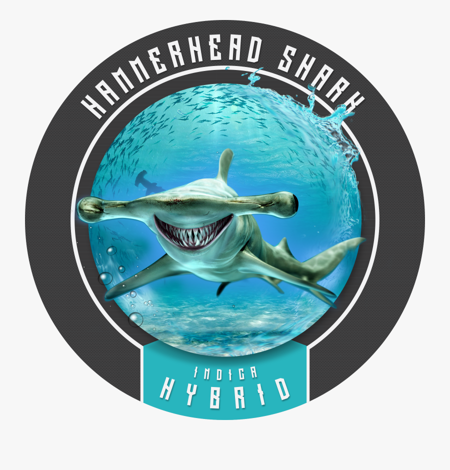Hammerhead Shark Will Make You Feel Like Chum In The, Transparent Clipart