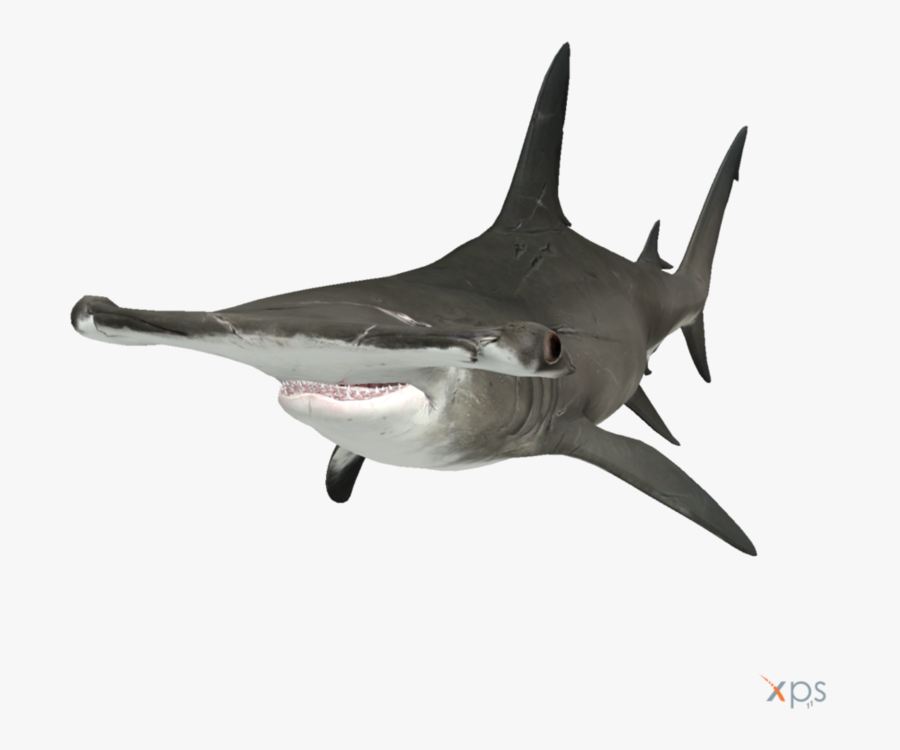 Hammerhead Shark - Transparent Background Hammerhead Shark Png, Transparent Clipart