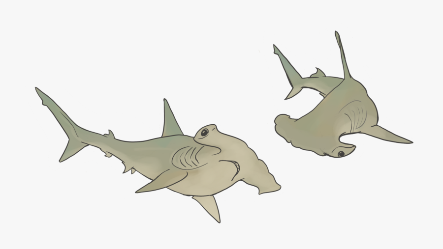 Hammerhead Sharks - Cartoon - Cartilaginous Fish, Transparent Clipart