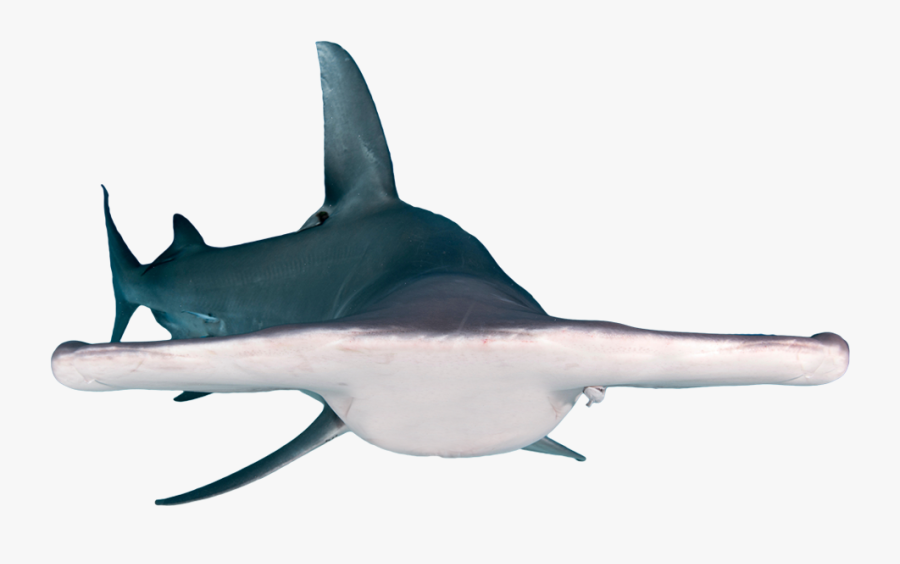 Bronze Hammerhead Shark - Hammerhead Shark Free, Transparent Clipart