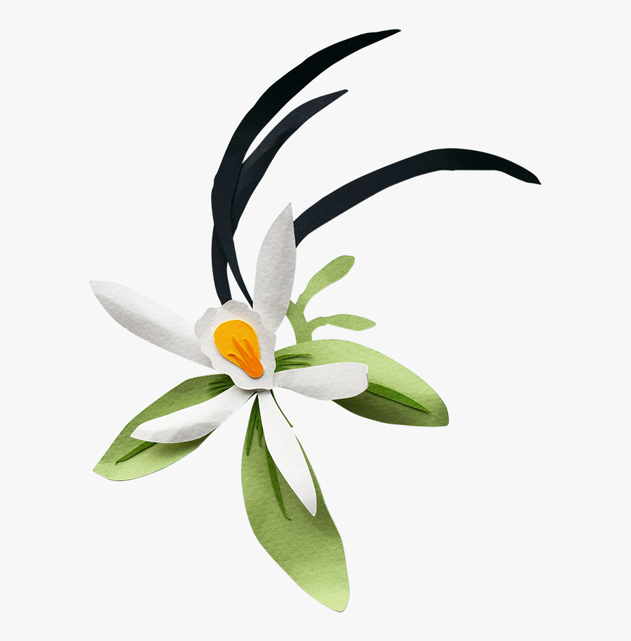 Bird Of Paradise, Transparent Clipart