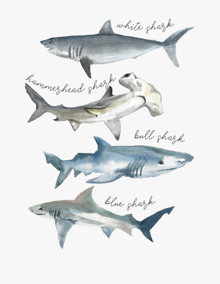 Tshirt Hammerhead Shark Tshirt Shark Watercolor - White Shark Watercolor, Transparent Clipart