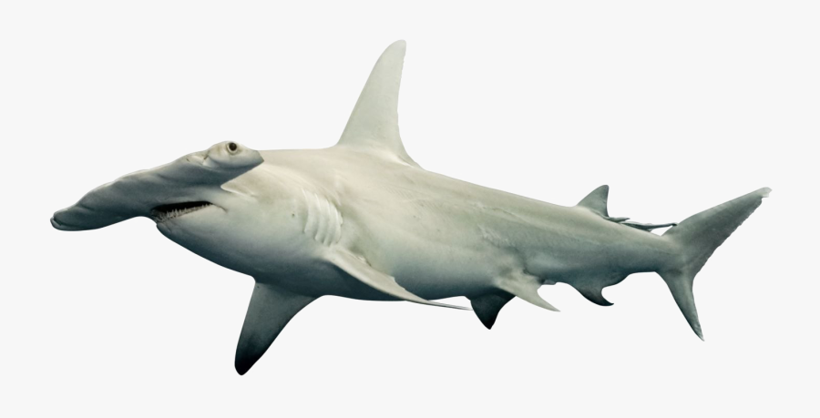 Shark Png Free Download - Hammerhead Shark Transparent Background, Transparent Clipart