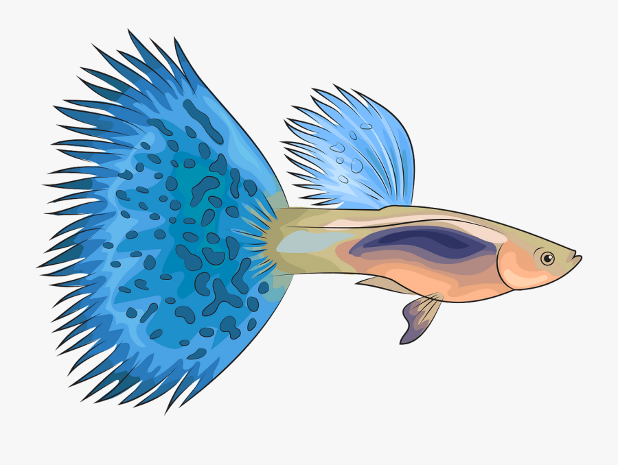 Coral Reef Fish, Transparent Clipart