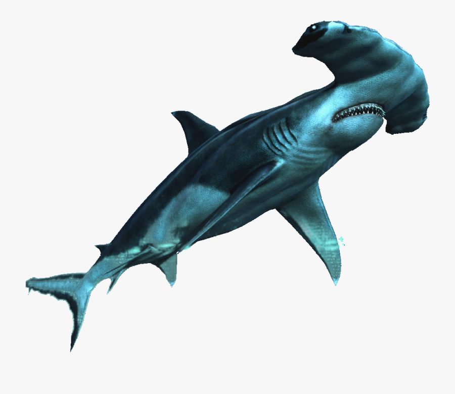 Bronze Hammerhead Shark - Shark Png Transparent, Transparent Clipart