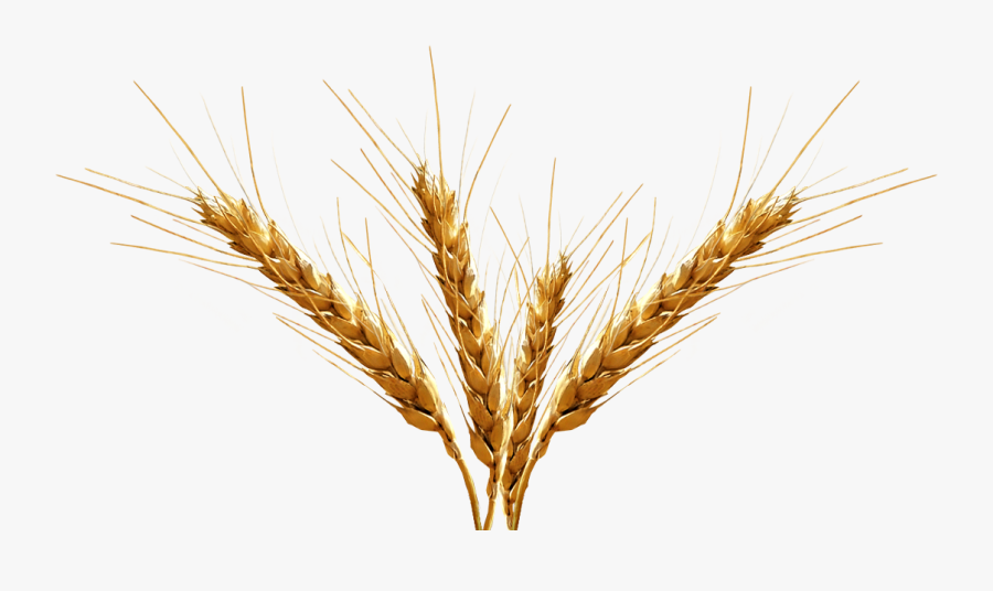 Barley Png Transparent Image Png Icon - Barley Png, Transparent Clipart