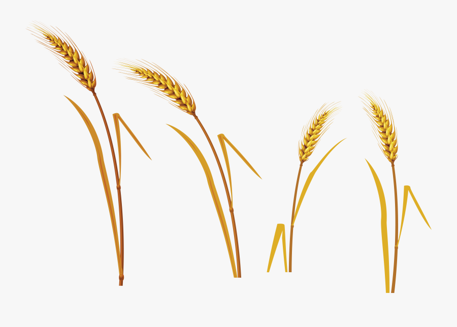 Crops Clipart Wheat Barley - Portable Network Graphics, Transparent Clipart