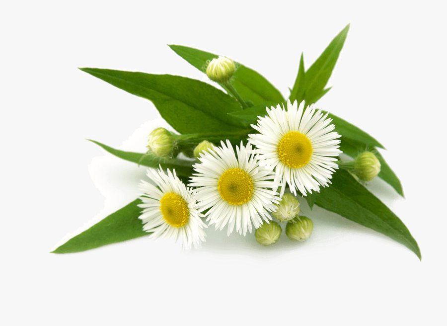 Roman Chamomile Vs German Chamomile, Transparent Clipart