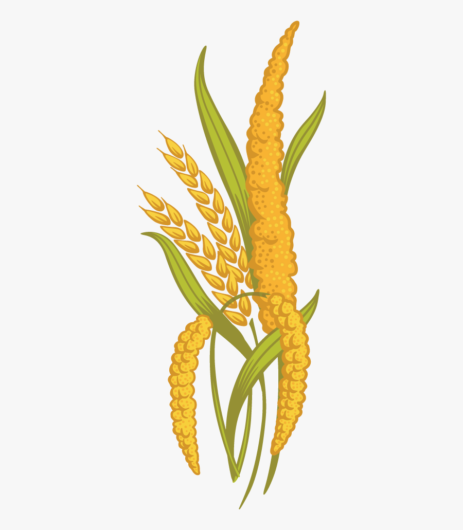 Ancient Grains Country Harvest - Clipart Grain Millet, Transparent Clipart