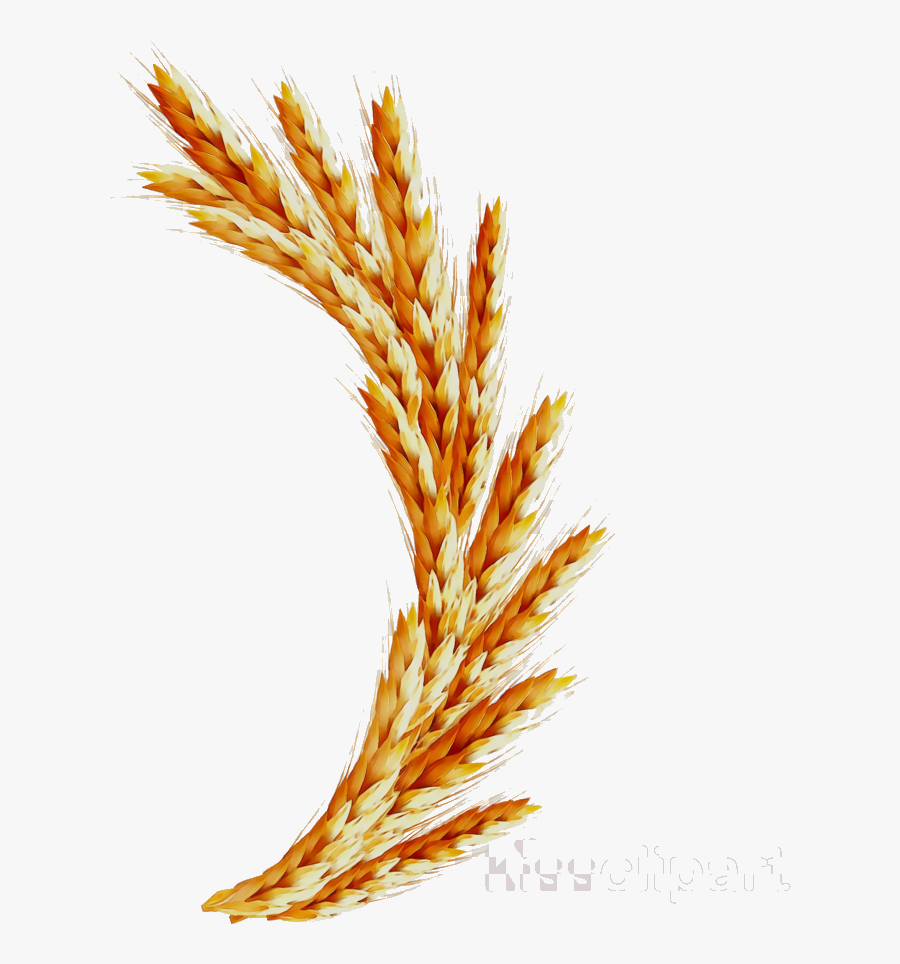 Wheat Illustration Graphics Transparent Image Clipart - Vector Graphics, Transparent Clipart