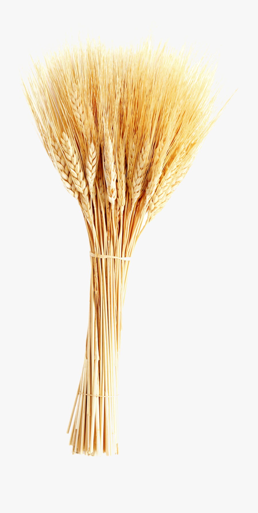 Transparent Wheat Plant Clipart - Wheat On White Background Free, Transparent Clipart