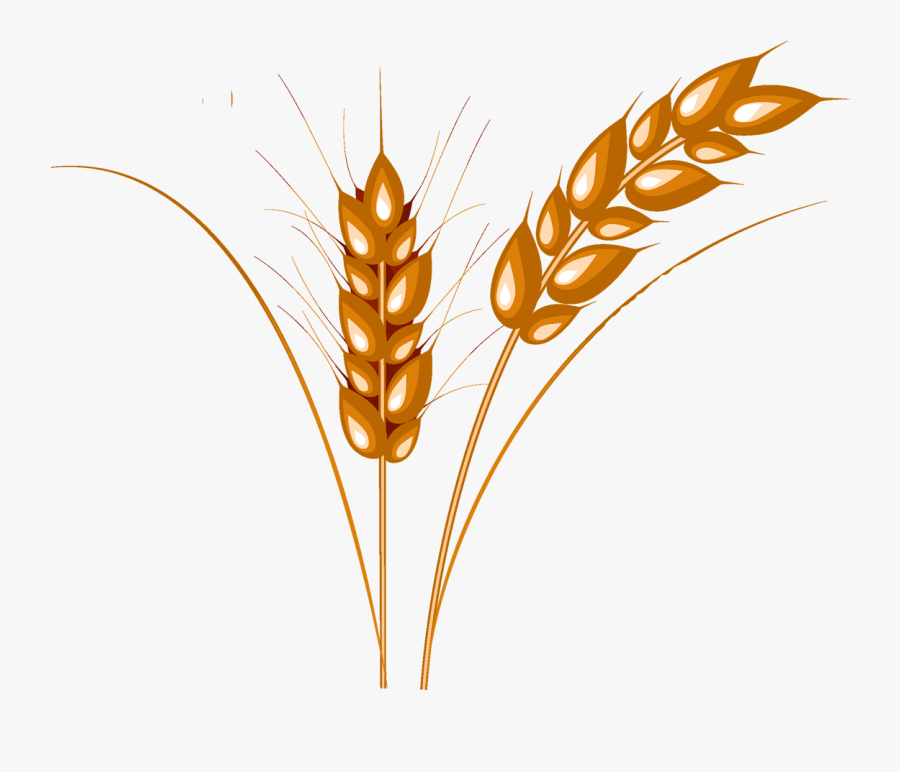 Grain Clipart Barley - Колос Пшеницы Рисунок, Transparent Clipart