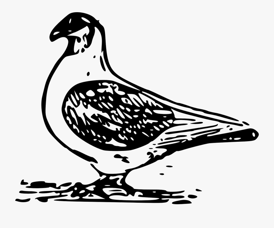 Vector Sports Pigeon, Transparent Clipart