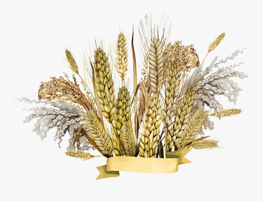 Wheat Clipart Barley, Transparent Clipart