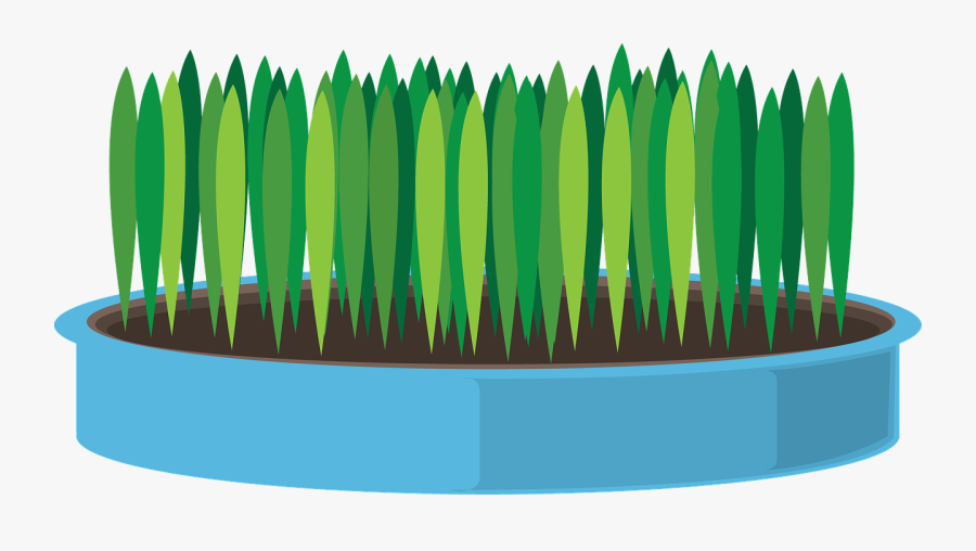 Transparent Pot Plant Png - 새싹 보리 일러스트, Transparent Clipart