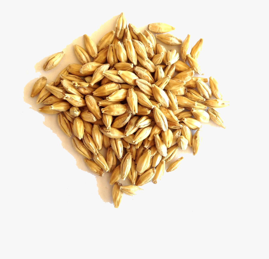 Barley Grain Png File, Transparent Clipart