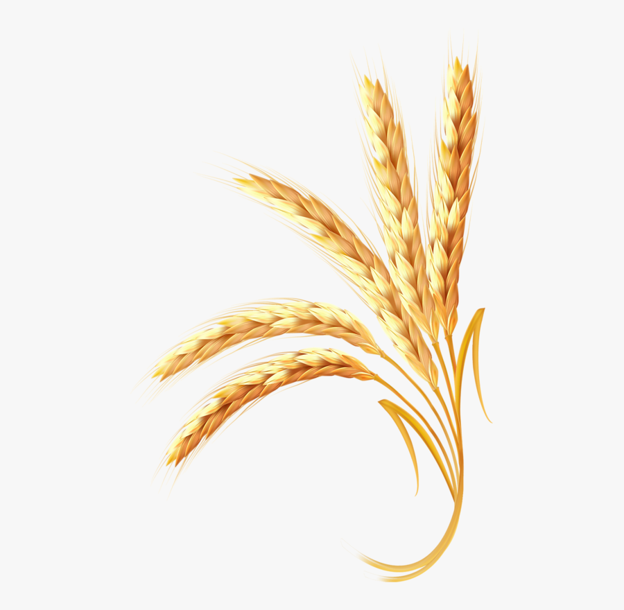 Transparent Wheat Png - Make Wheat In Illustrator, Transparent Clipart