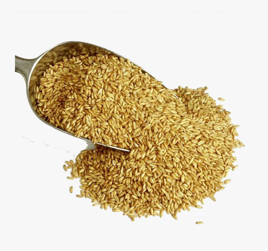 Clip Art Cevada Png - Oats, Transparent Clipart