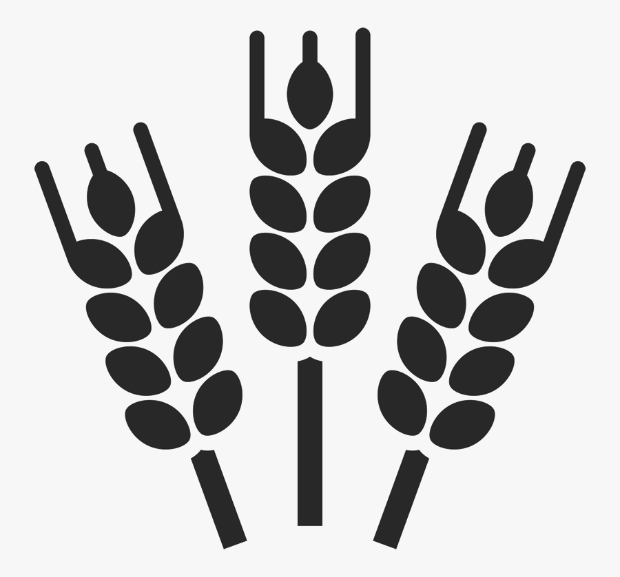 Banner Free Stock Barley Drawing Stalk - Beer Vector, Transparent Clipart