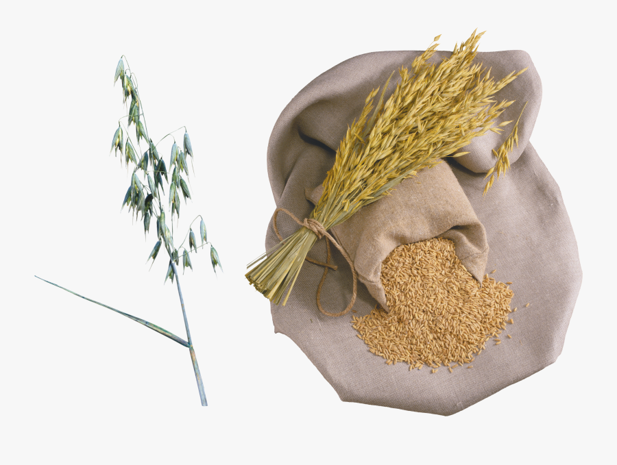 Png Images Free Download - Rice, Transparent Clipart