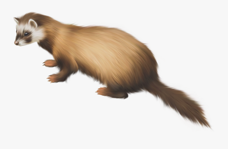 Ferret Png Clip Art - Black Footed Ferret Png, Transparent Clipart