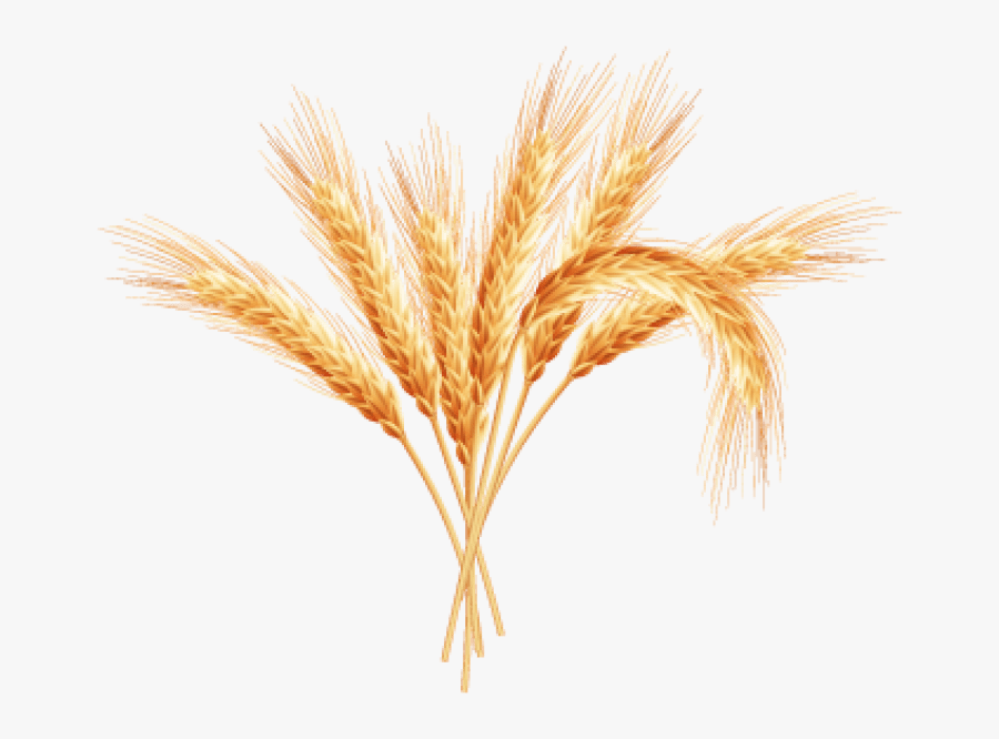 Transparent Wheat Plant Clipart - Wheat Plant Png Transparent Background, Transparent Clipart