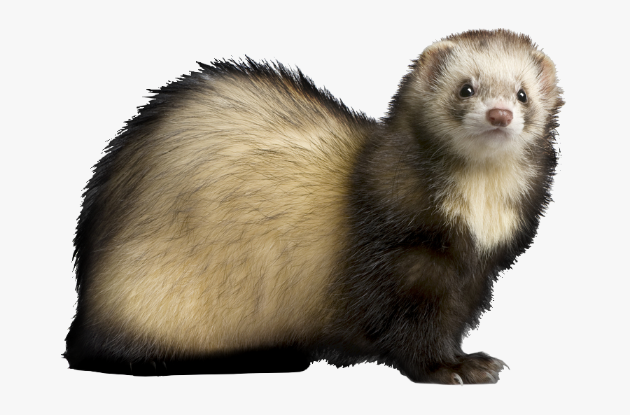 Ferret Png, Transparent Clipart