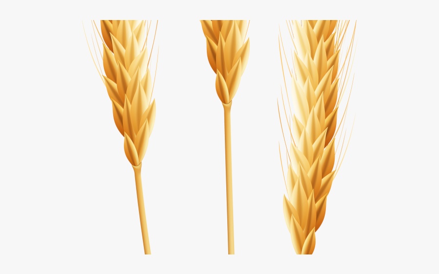 Transparent Background Wheat Png, Transparent Clipart