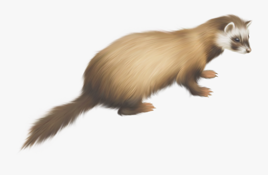 Ferret Gif Transparent Background, Transparent Clipart
