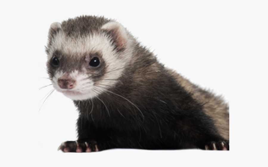 Ferret Clipart - Ferret Png, Transparent Clipart