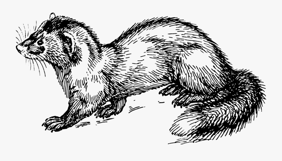Polecat - Polecat Clipart, Transparent Clipart