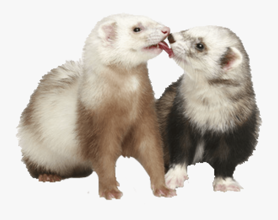 Clip Art Ferret Standing - Cleanse Me Mother, Transparent Clipart