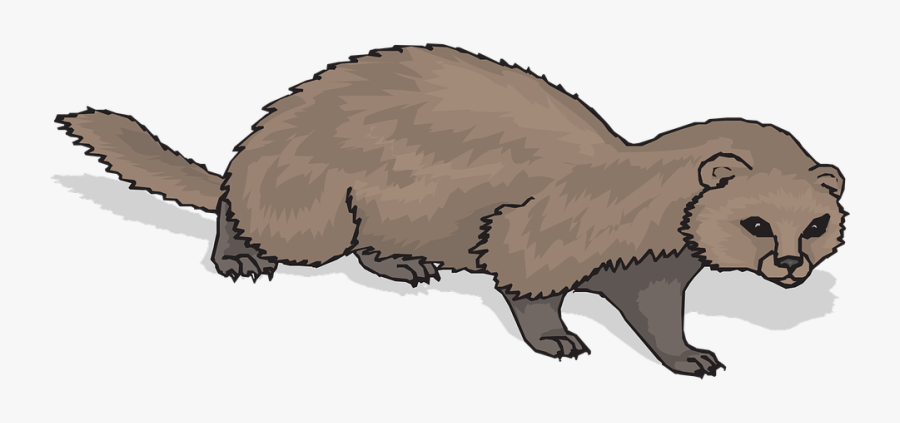 Ferret, Animal, Mammal, Domestic, Polecat, Rodent - Ferret Clipart Png, Transparent Clipart