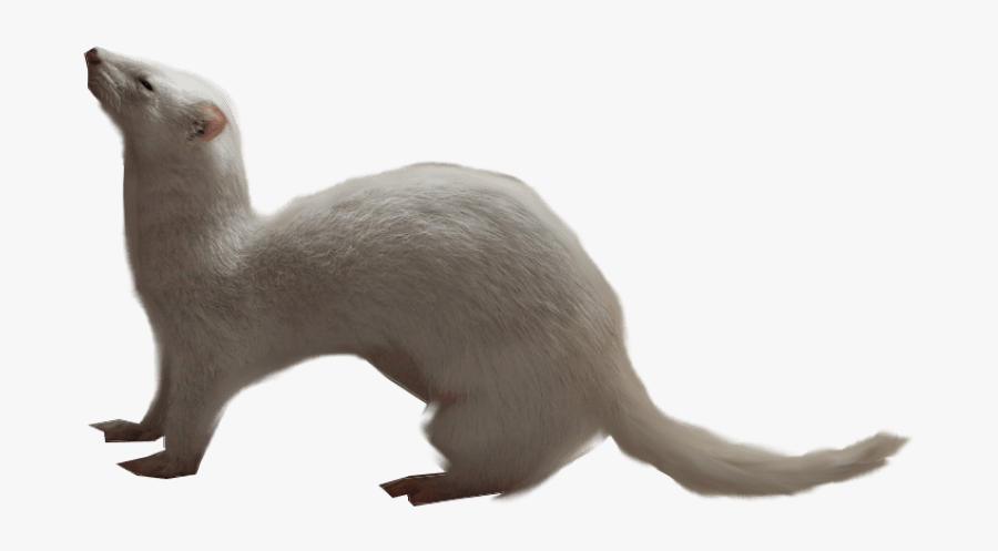Ferret Clipart Transparent - Ferret Pic Without Background, Transparent Clipart