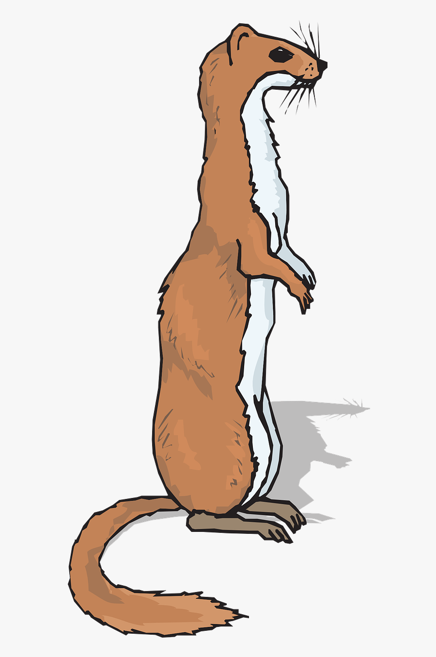 Ferret Clipart Png, Transparent Clipart