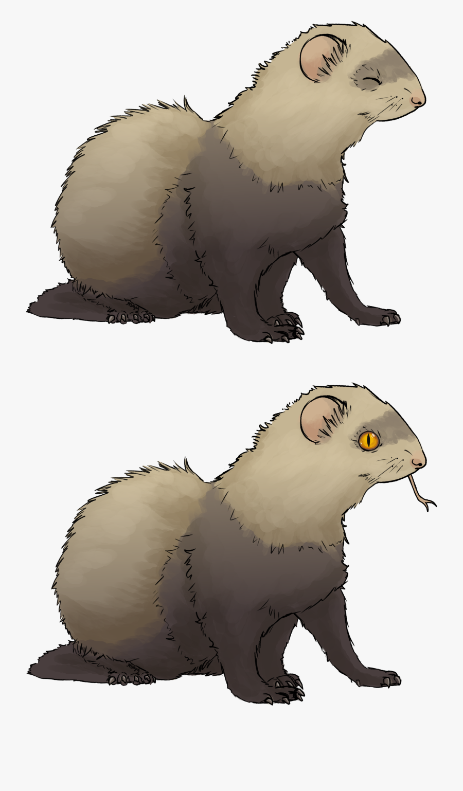 Another Ferret Request - Ferret, Transparent Clipart