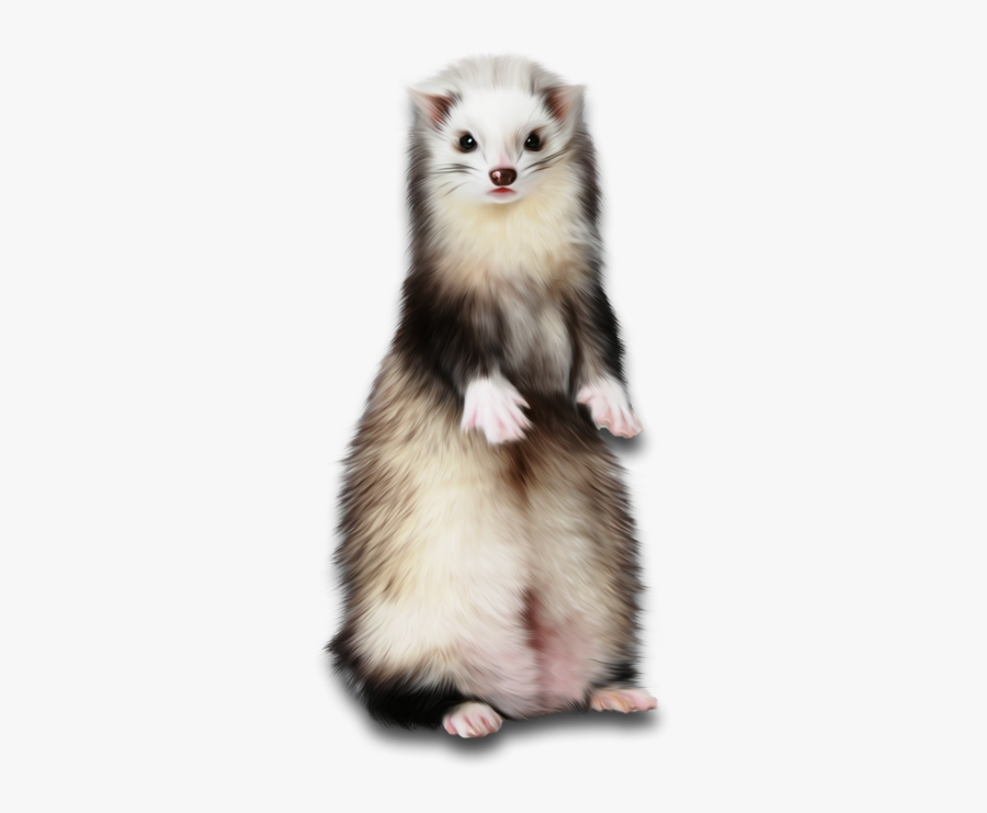 Polecat White, Transparent Clipart