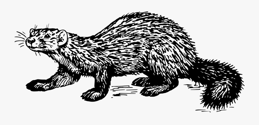 Mink,monochrome Photography,carnivoran - Native Drawing Of A Marten, Transparent Clipart