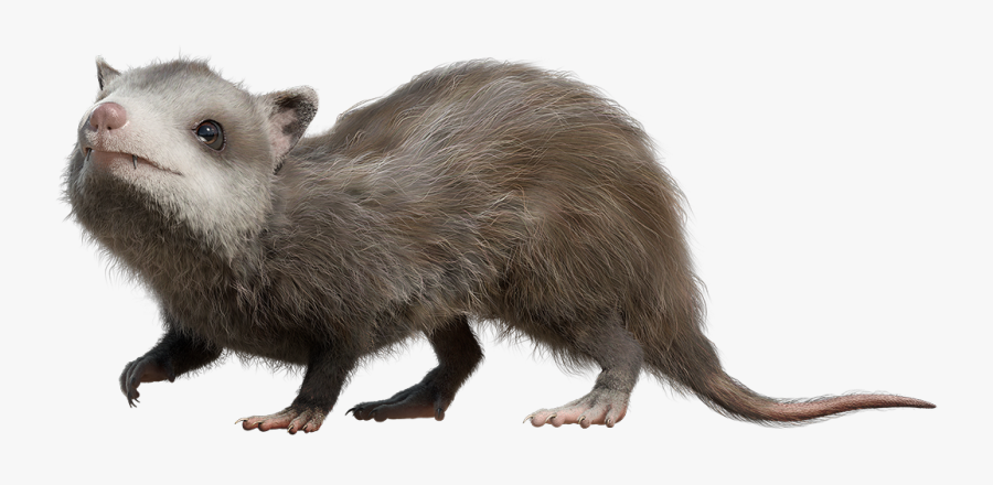 Mammal Png Clipart - Walking With Dinosaurs Alphadon, Transparent Clipart