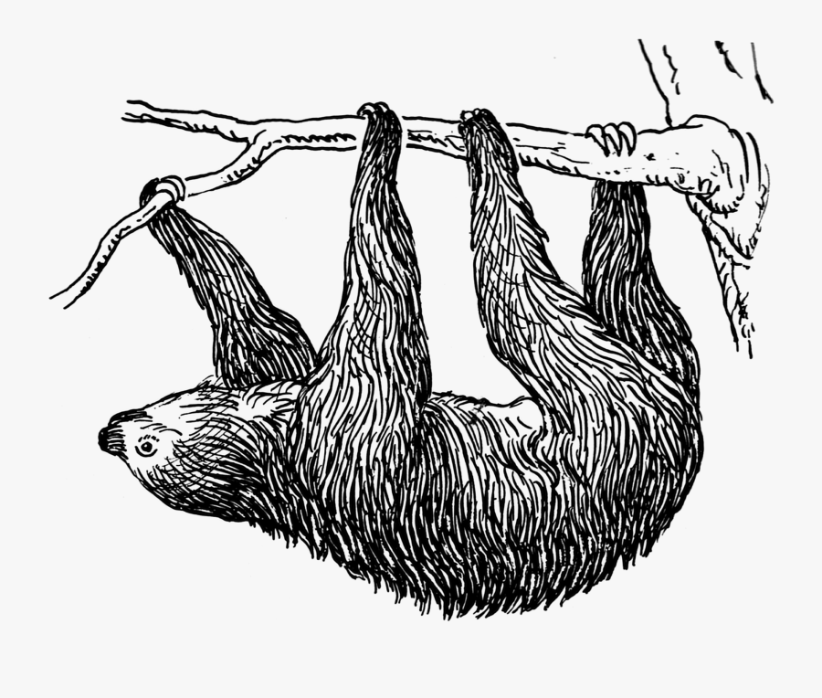 Sloth - Sloth Black And White, Transparent Clipart
