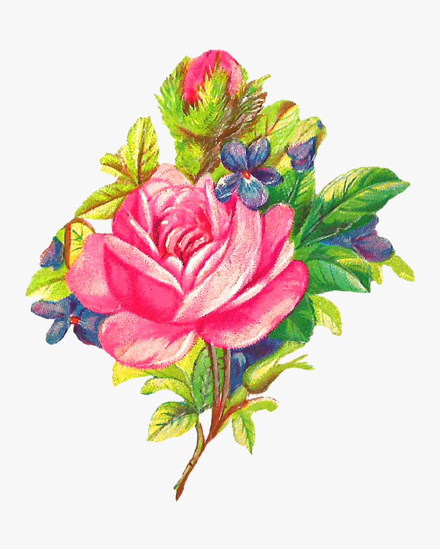 Rose Flower Image Digital Botanical Art - Digital Flower Clipart, Transparent Clipart