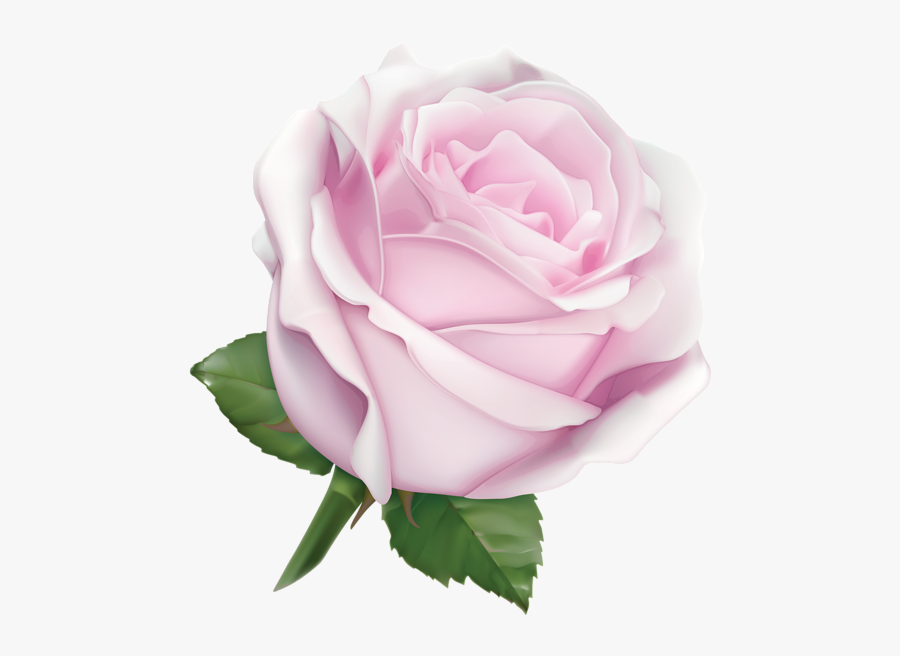 White Rose Transparent Png, Transparent Clipart
