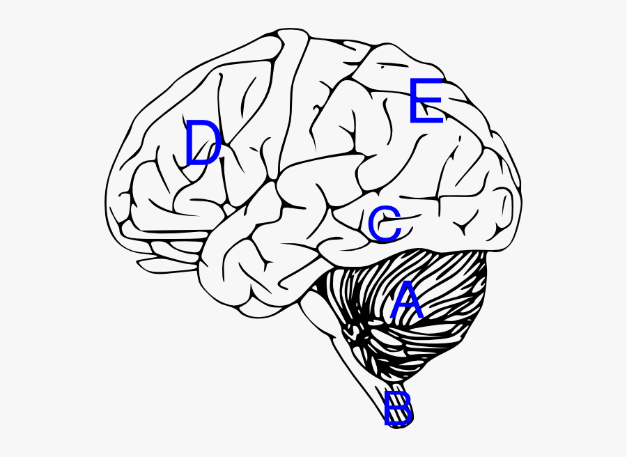 Brain Clipart Labels - Small Inferior Frontal Cortex, Transparent Clipart