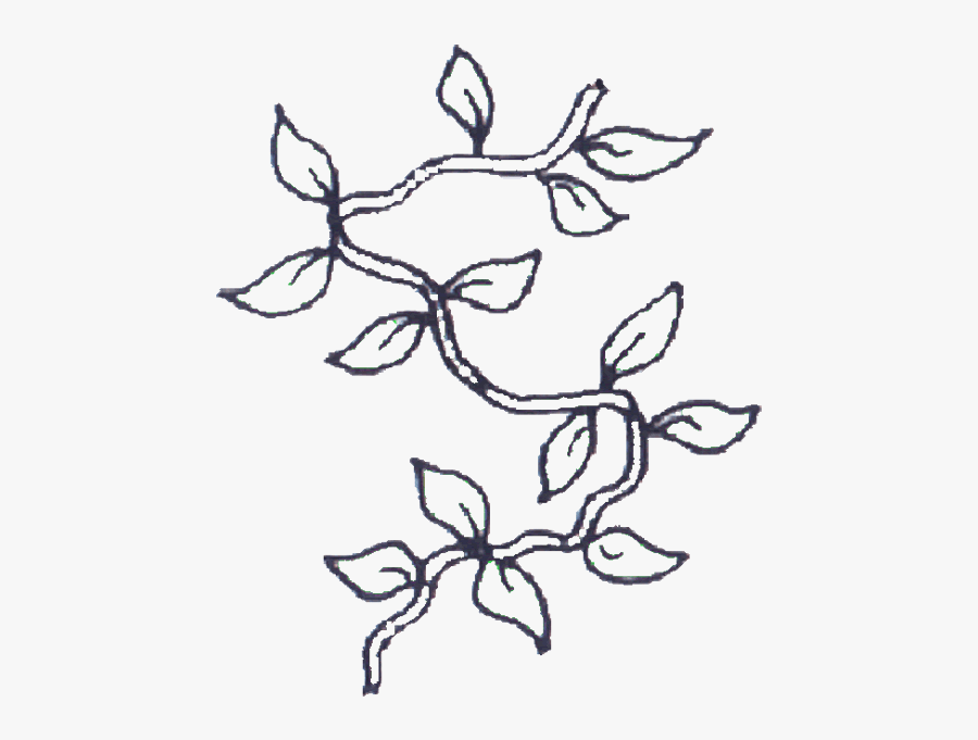 clip art simple vine drawing  vines coloring page  free