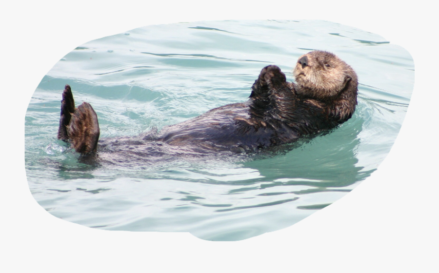 Seal Clipart Sea Otter - Otter Floating, Transparent Clipart